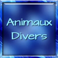 Animaux - Divers